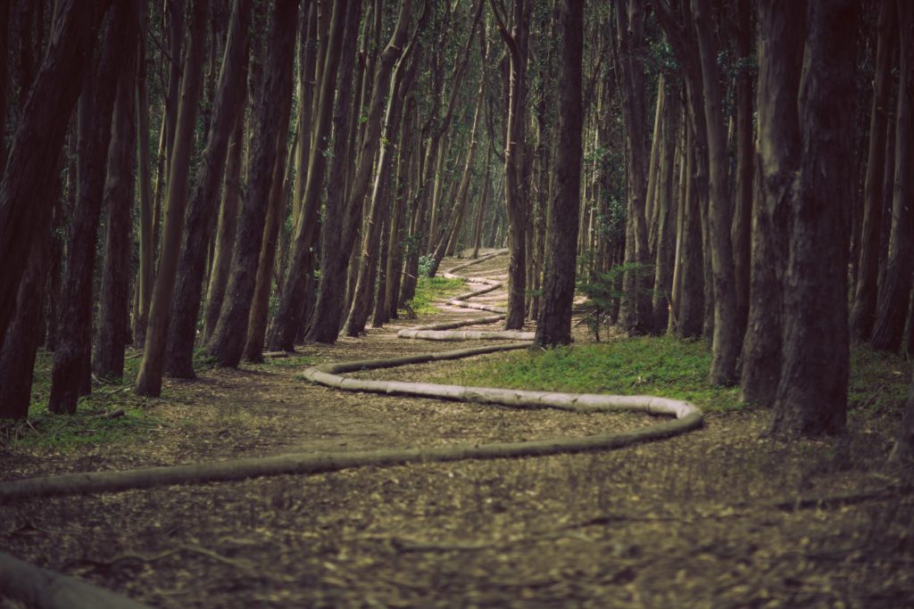 forest-trees-path-pipe