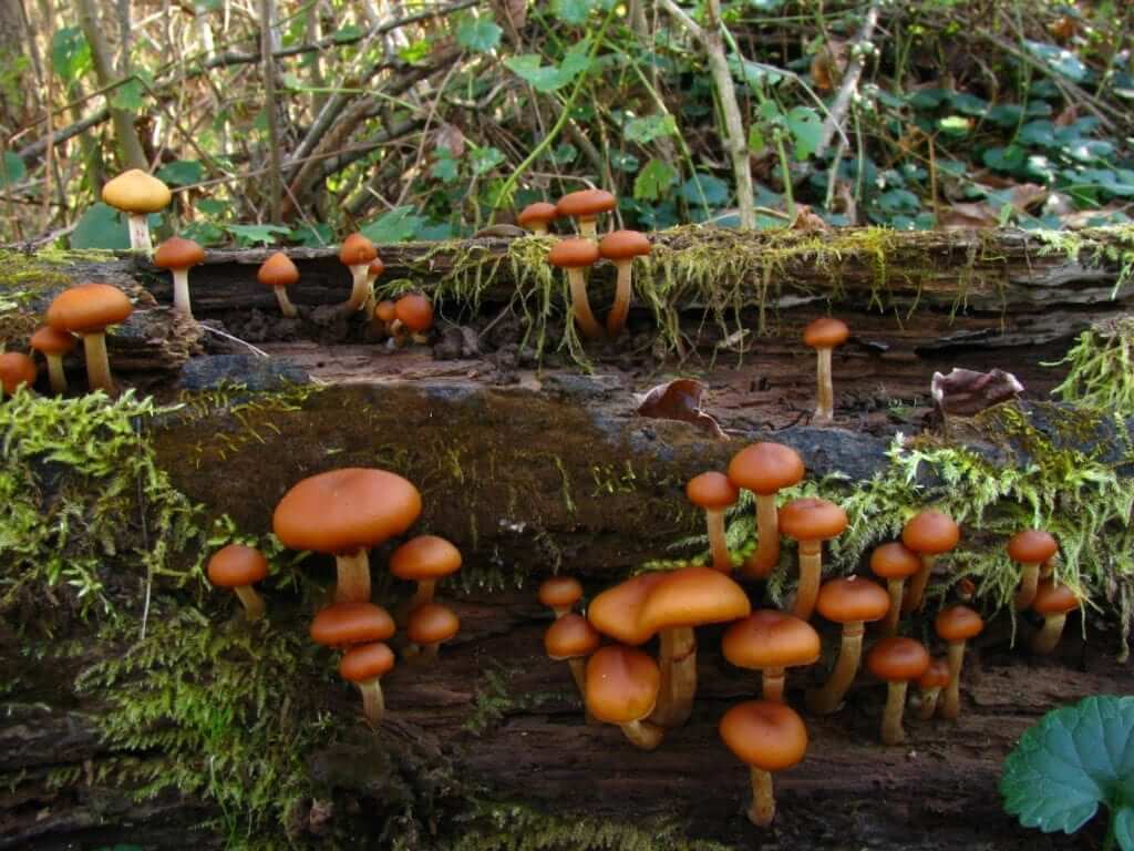 Mushrooms grow