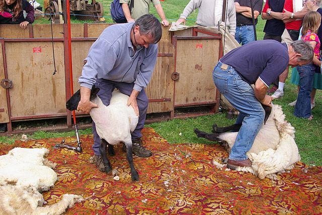 640px-sheep_shearing